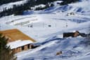 Auli